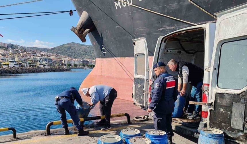 İzmir’de yasadışı yollarla avlanan deniz patlıcanları denize salındı