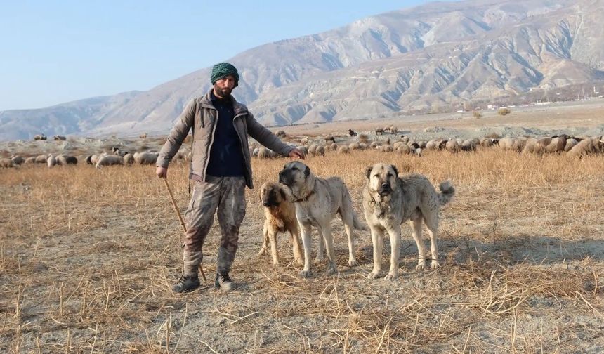 Erzincan’da 100 Bin Lira Maaşa Çoban Bulunamıyor