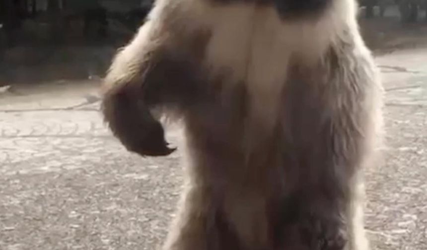 Bozayı Karpuz İkramını Unutmadı