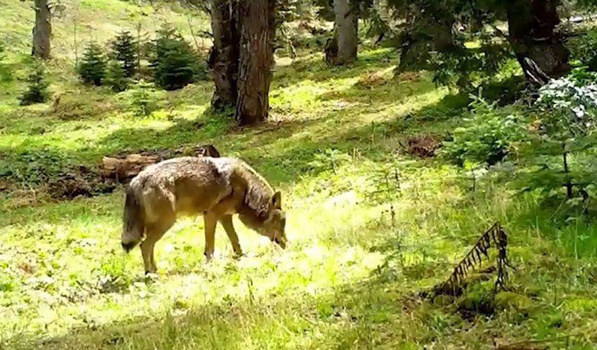 Bozkurtun Sessiz Yolculuğu Fotokapana Yansıdı! Anadolu’nun Efsane Yaban Hayvanı Böyle Görüntülendi