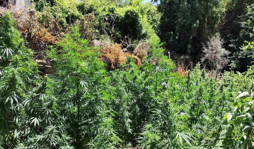 Kenevir bahçesine çevirilen eve jandarmadan operasyon: 1 gözaltı