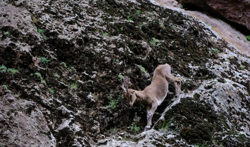 Tunceli Yasakladı, Gözler Erzincan’a Çevrildi