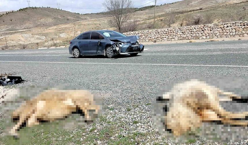 Elazığ’da otomobil koyun sürüsüne çarptı: 9 koyun telef oldu