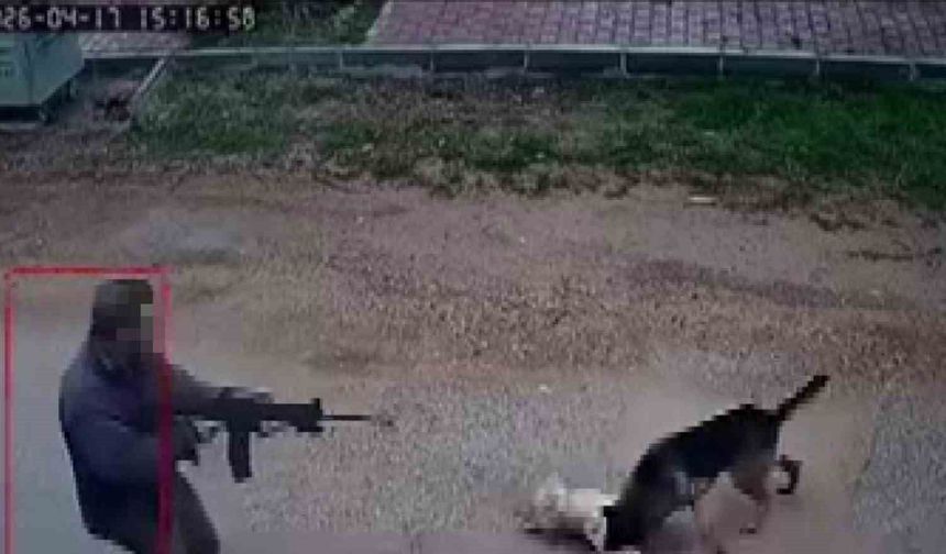 Sokak Köpeklerine Pompalı Tüfekle Ateş Açtı! Vicdanları Sarsan Olay Kamerada