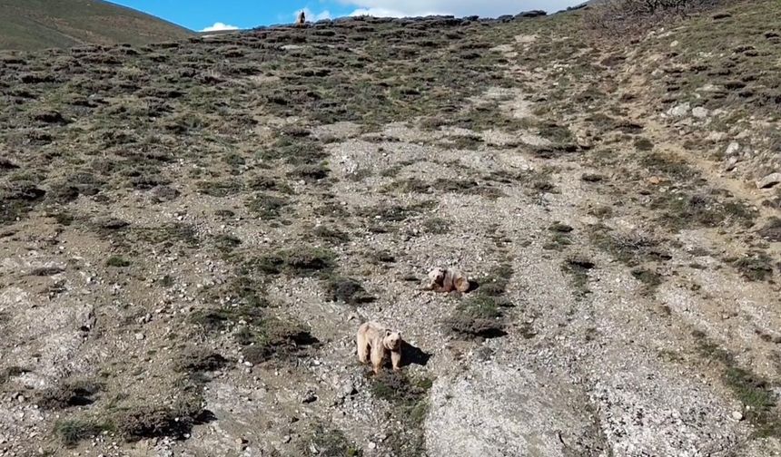 Erzincan’da Sürüye Yaklaşan Bozayılara Dronlu Müdahale
