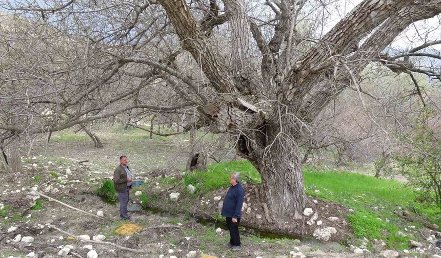 270 yıllık ceviz ağacı zamana direniyor