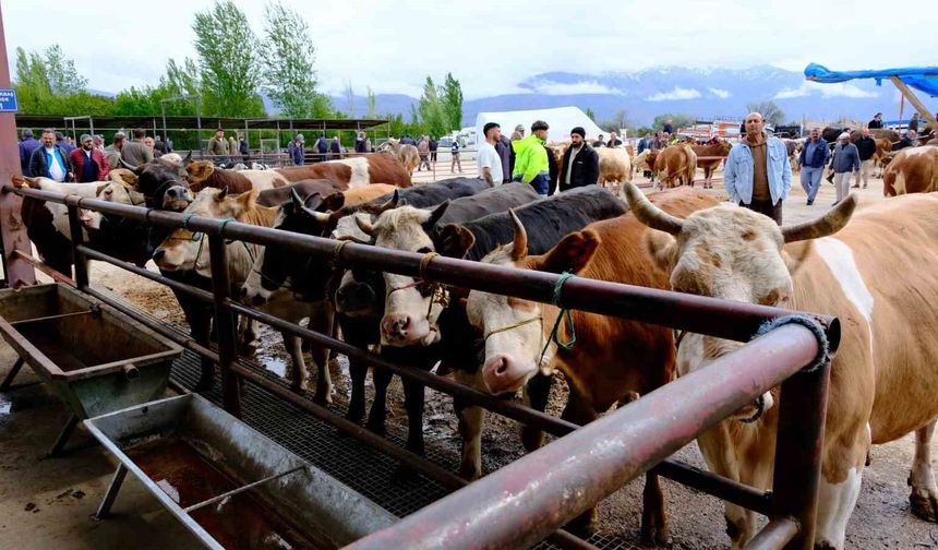 Erzincan Hayvan Pazarında Kurban Bayramı Hareketliliği Başladı