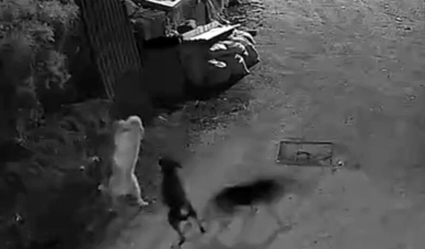 Kurtlar, indikleri köyde köpeği boğdu