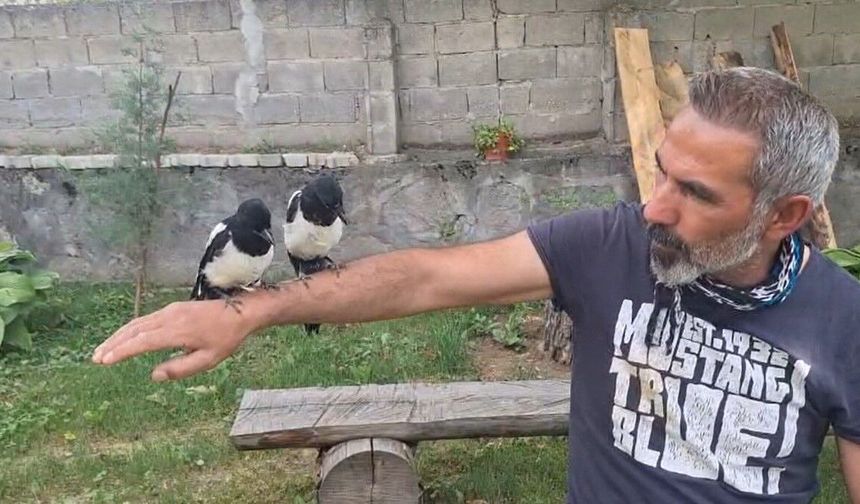 Erzincan'da ağaçtan düşen yavru kuşları sahiplenerek doğaya kazandırıyor