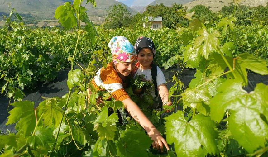 Erzincan'da üzümden önce yaprak hasadı başladı
