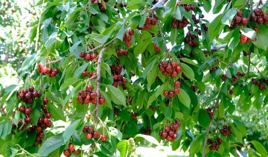 Erzincan'da yazın habercisi kiraz tezgâhlara iniyor