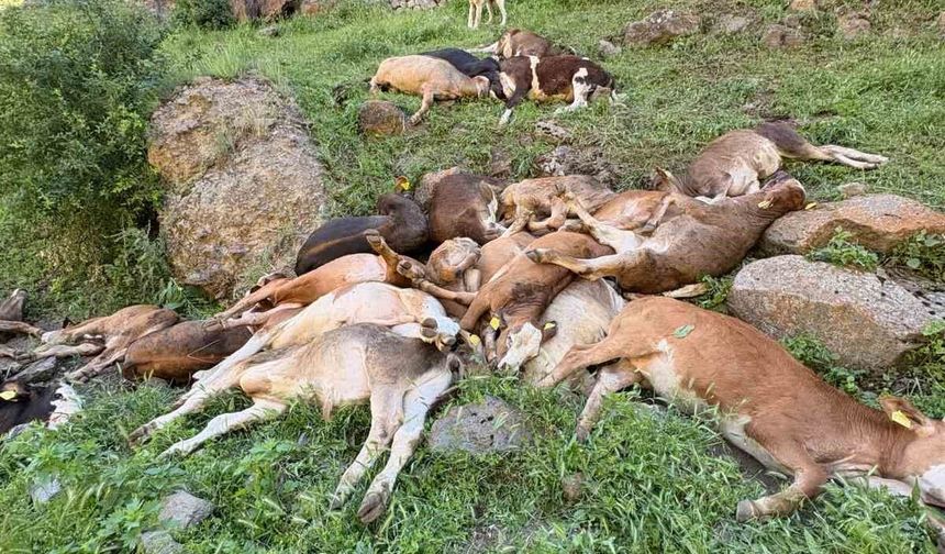 Erzurum'da kayalıklardan düşen 26 buzağı telef oldu