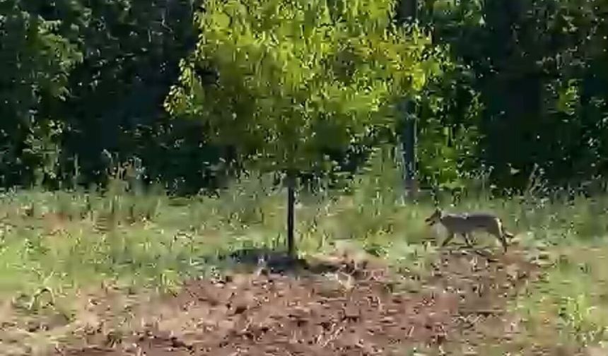 Kayısı bahçesinde traktör kullanan çiftçi kurtla burun buruna geldi
