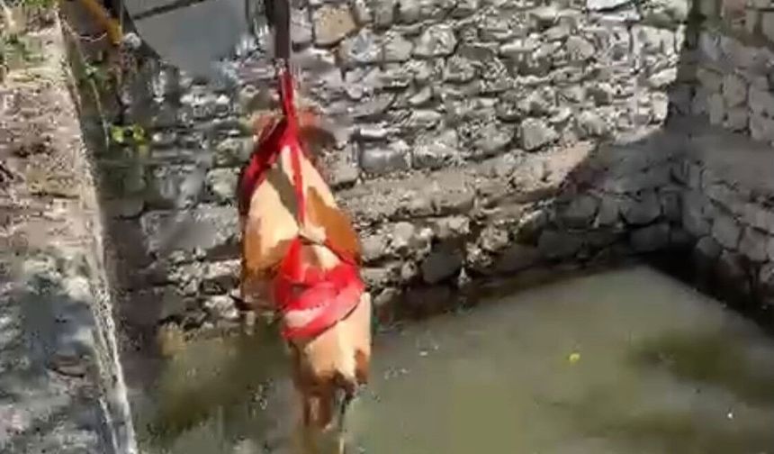 Sulama havuzuna düşen gebe inek 2 saatlik çalışmayla kurtarıldı