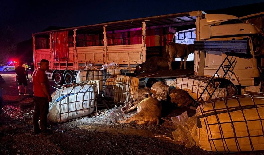 Erzincan-Sivas Karayolunda İki Tır Çarpıştı: Hayvanlar Yola Savruldu