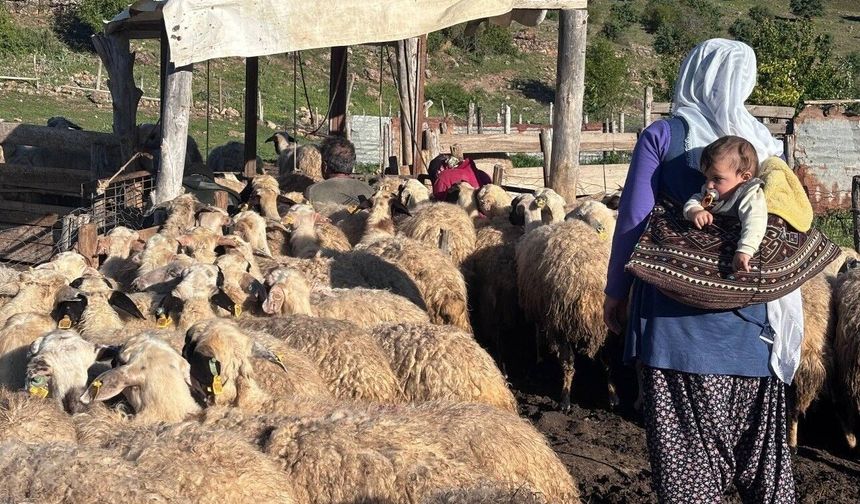 Erzincan Tulum Peyniri yaylalarda geleneksel yöntemlerle üretiliyor