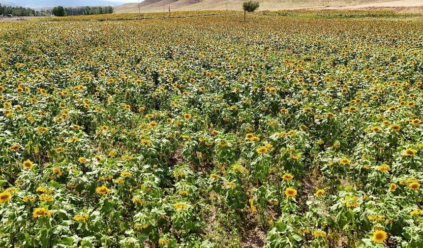 Erzincan'da ayçiçeği tarlaları sarıya büründü