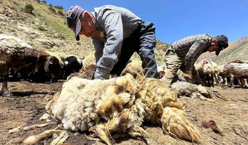 Erzincan’da Koyunların Bir Yılda Büyüyen Yünleri Kırkılıyor