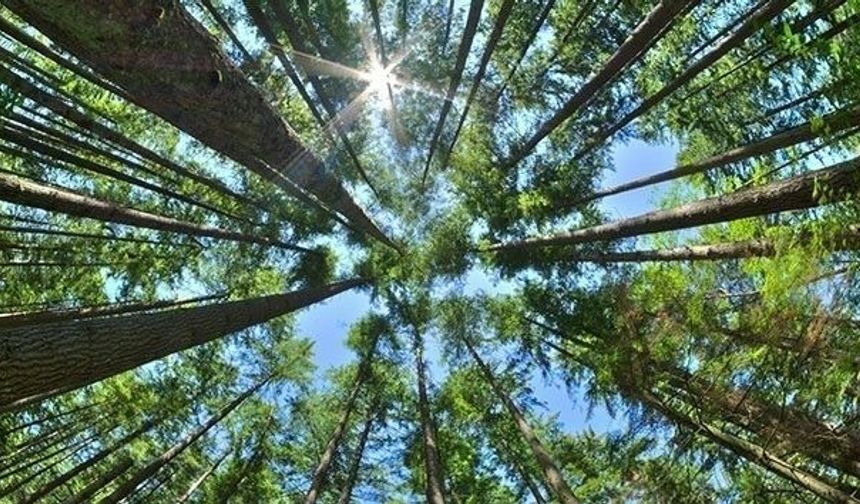 Erzincan'da ormanlara girişlere yangın tedbiri