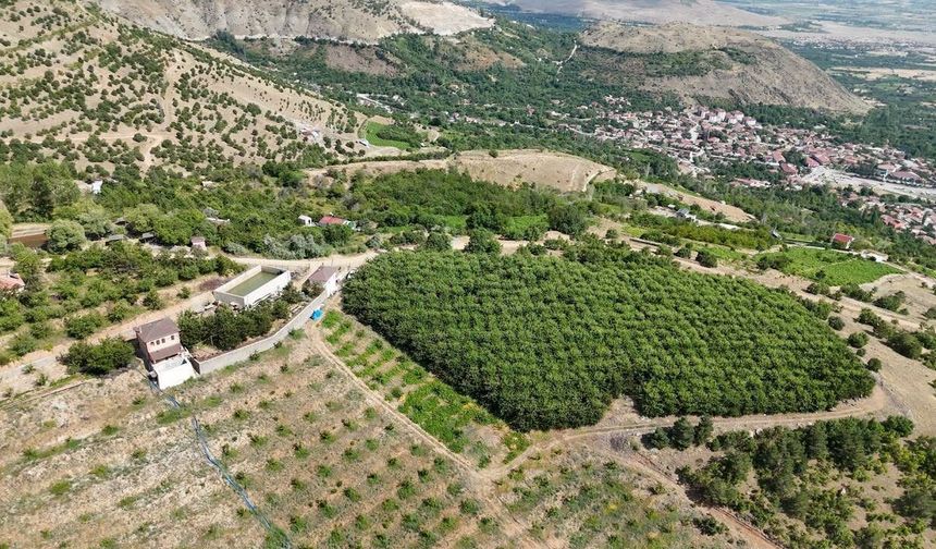 Erzincan'ın yüksek rakımlı kiraz bahçesinde hasat mesaisi
