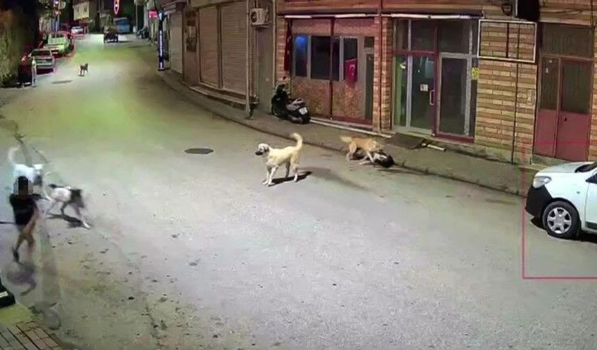 Küçük çocuk sokak köpeklerinin saldırısına uğradı