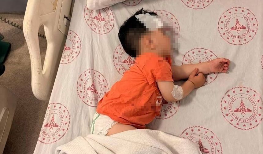 Sokak köpeklerinin saldırdığı 1 buçuk yaşındaki çocuk yaralandı