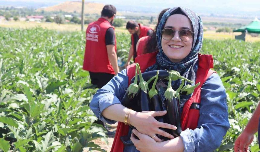 Erzincan Gençlik merkezi gönüllüleri patlıcan hasadına katıldı