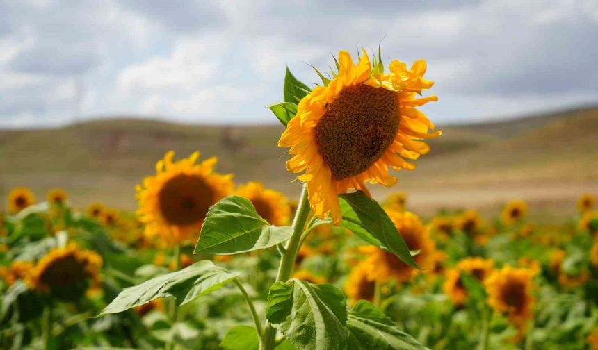 Erzincan'da ayçiçeği tarlaları sarının tonlarıyla göz kamaştırıyor