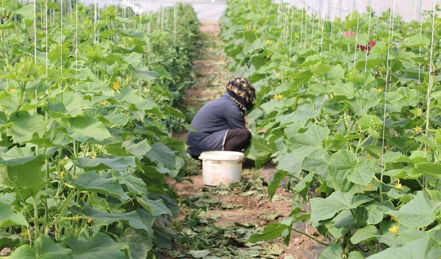 Erzincan'da üreticilere yüzde 50 hibeli sera örtüsü desteği