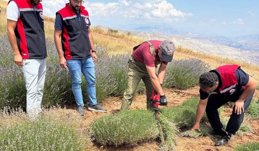 Kemah'ta mor bereket: Lavanta hasadı başladı