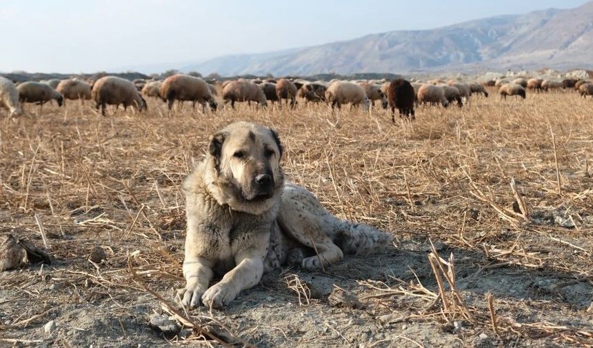 Kurtlarla mücadelede sürünün en büyük güvencesi çoban köpekleri