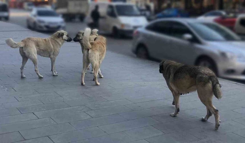 Sahipsiz hayvanlara yönelik denetim yapılacak