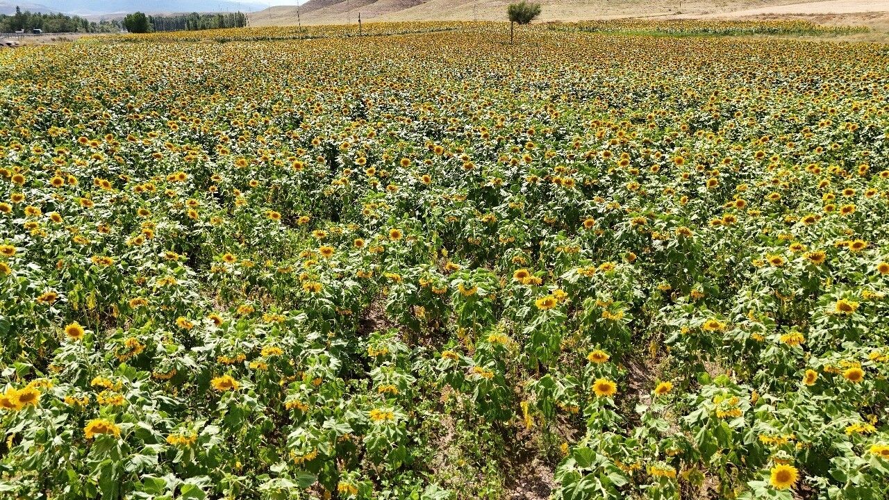 Erzincan'da ayçiçeği tarlaları sarıya büründü