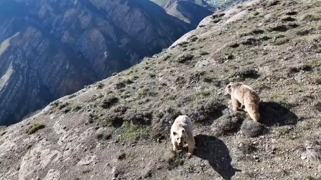 Erzincan'da ayı saldırısında yaralanan kişi ameliyata alındı
