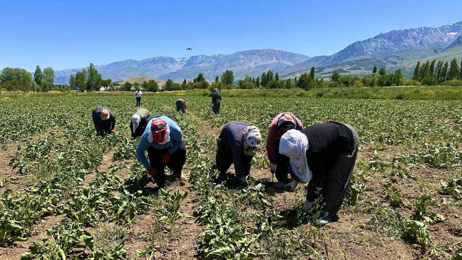 Erzincan'da kadın tarım işçileri kavurucu sıcakta pancar mesaisi yapıyor