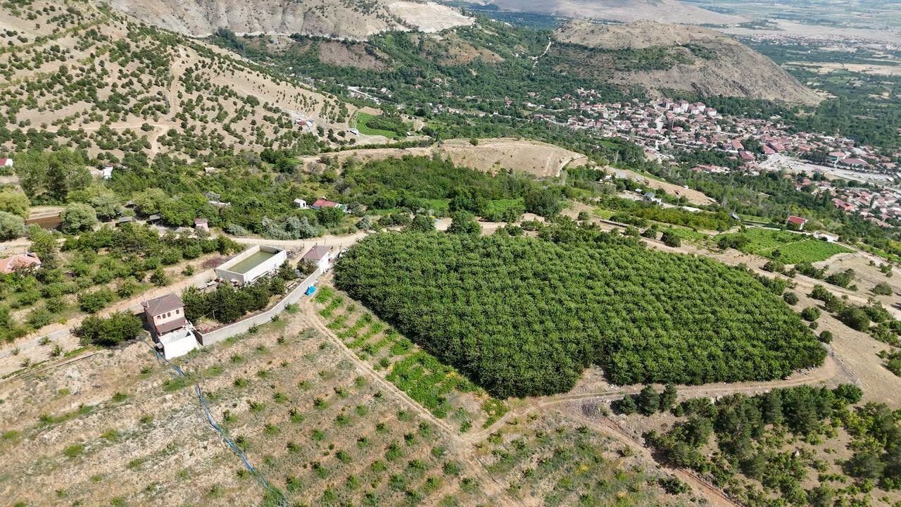 Erzincan'ın yüksek rakımlı kiraz bahçesinde hasat mesaisi