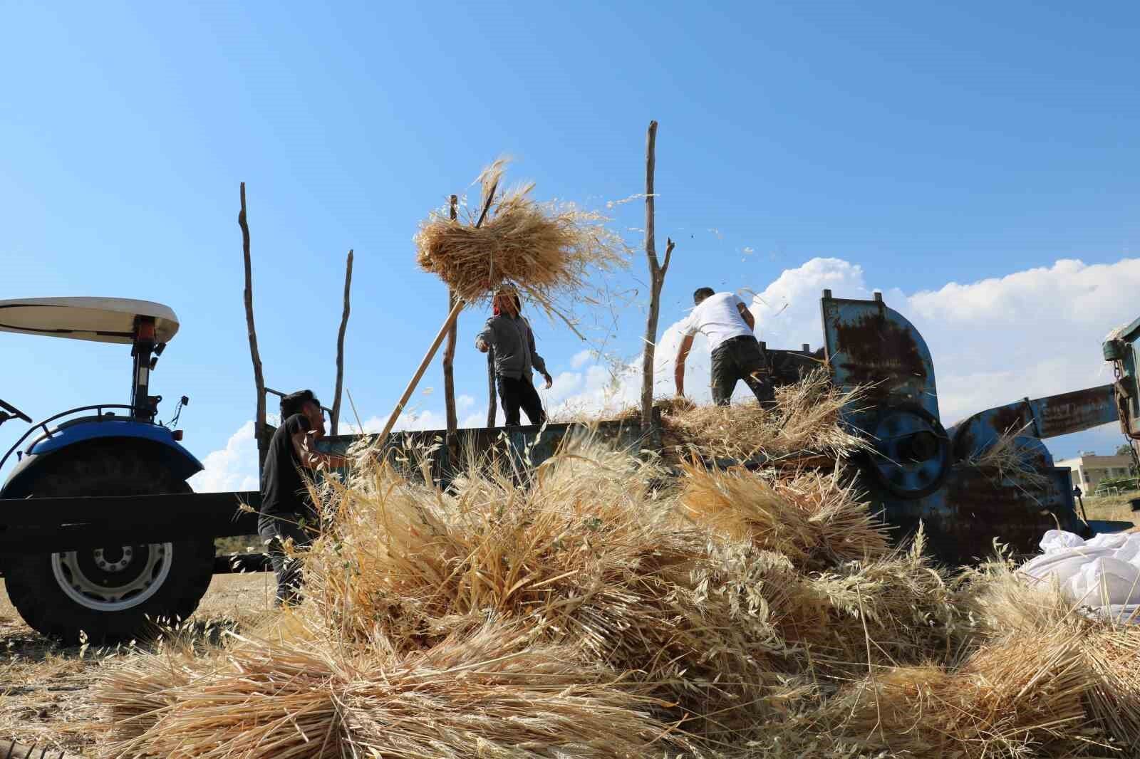 Tercan'da hububat tarlalarında hasat başladı