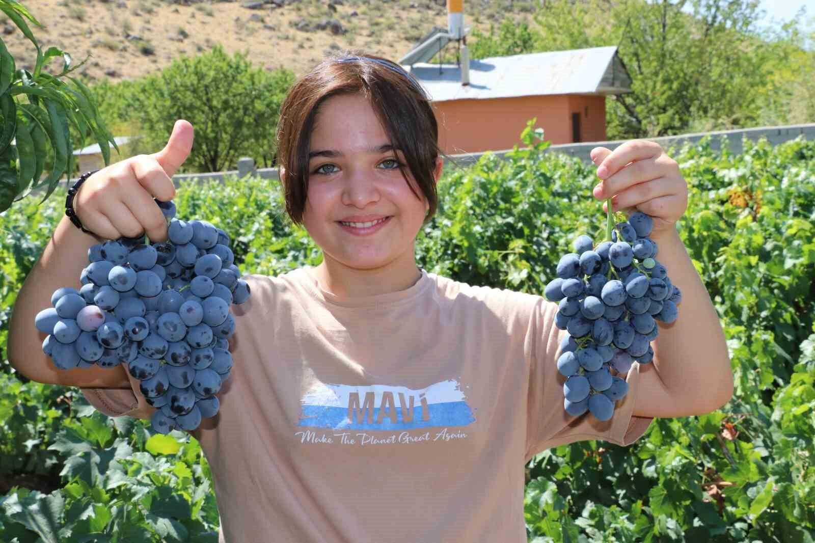 Cimin Üzümü'nde hasat heyecanı başladı