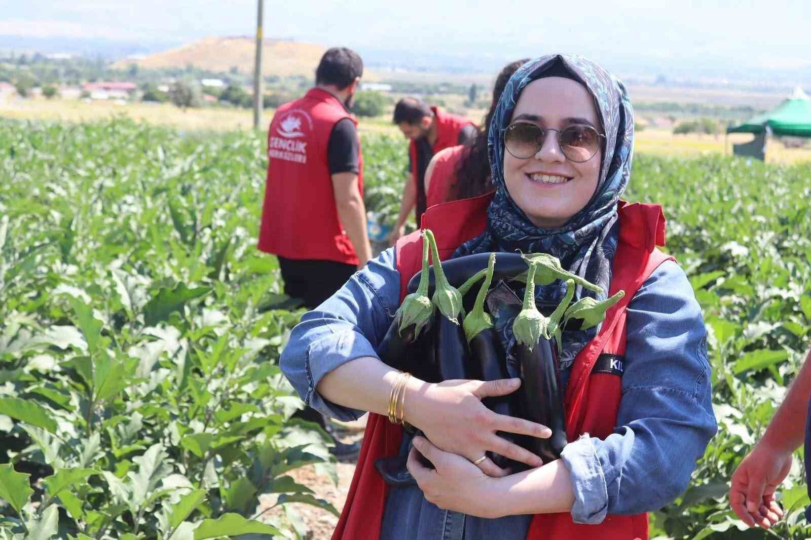 Erzincan Gençlik merkezi gönüllüleri patlıcan hasadına katıldı