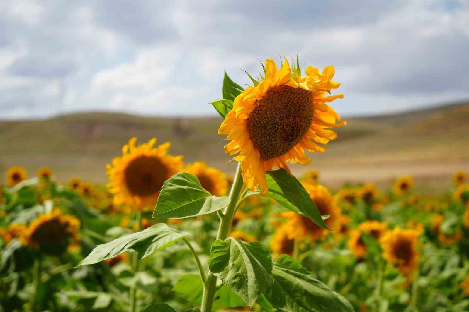 Erzincan'da ayçiçeği tarlaları sarının tonlarıyla göz kamaştırıyor