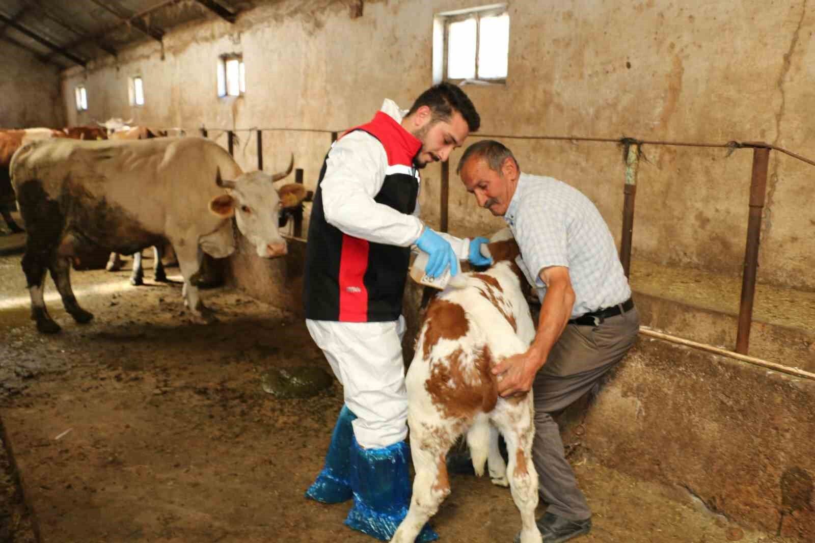 Erzincan'da hayvanları kenelere karşı korumak için ilaçlama başladı