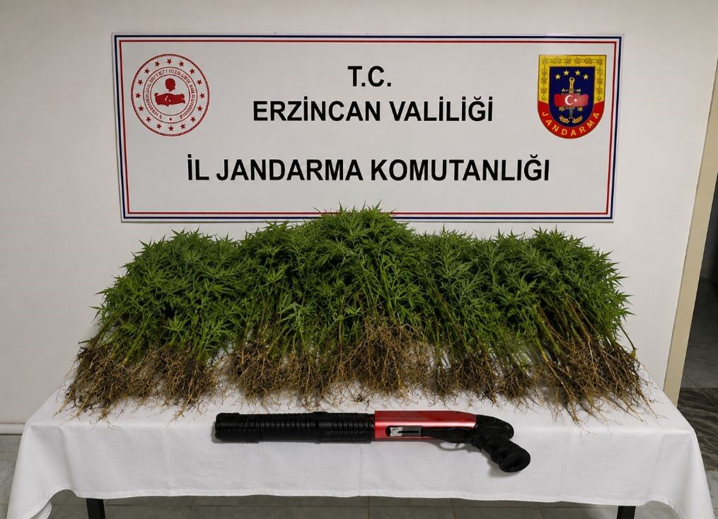 Tercan'da uyuşturucu operasyonunda 174 kök kenevir ele geçirildi