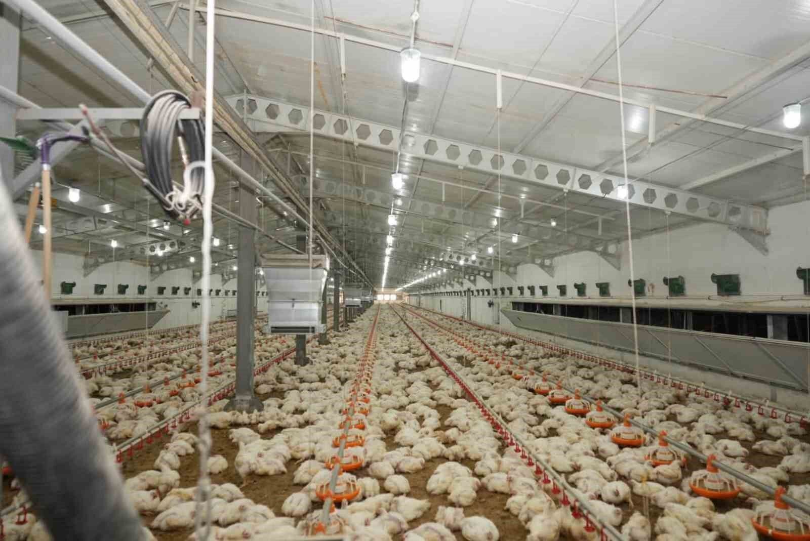 Üzümlü'de tavuk çiftliğinde inceleme yapıldı